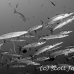 barracuda_blackfin_jr_h_0705_png0307_bw.jpg